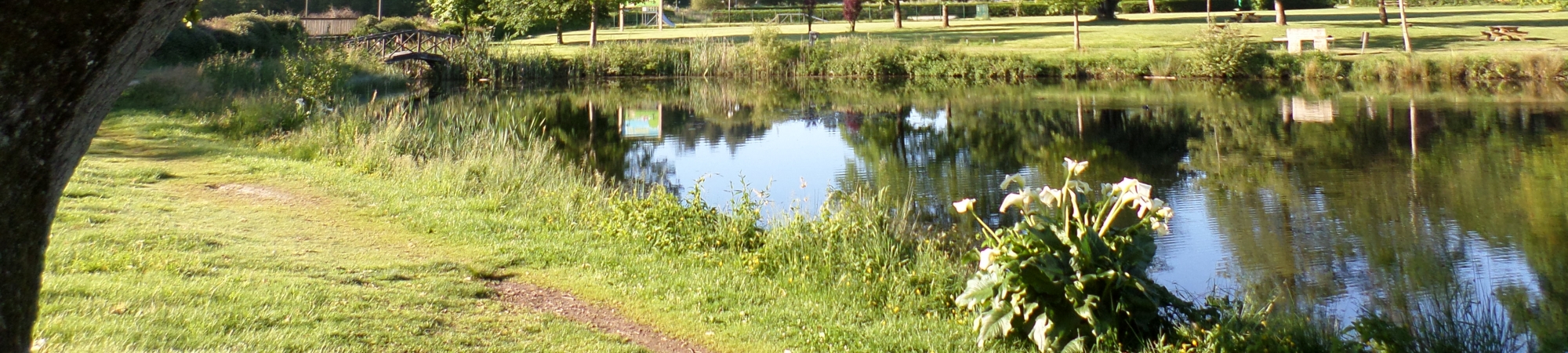Arums à l'étang des biches