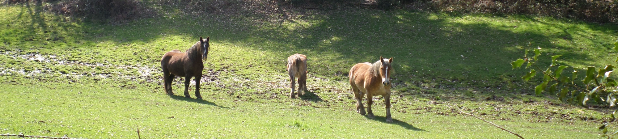 Chevaux  aux 