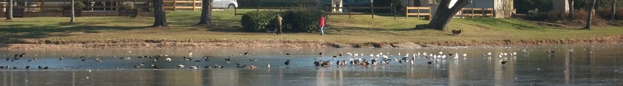 Etang des Biches en hiver