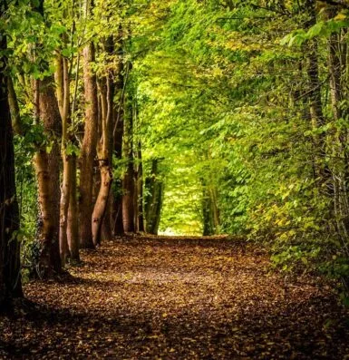 pathway between green trees