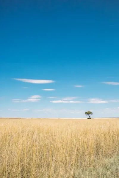 Lone tree in vast dry grass field under blue sky.