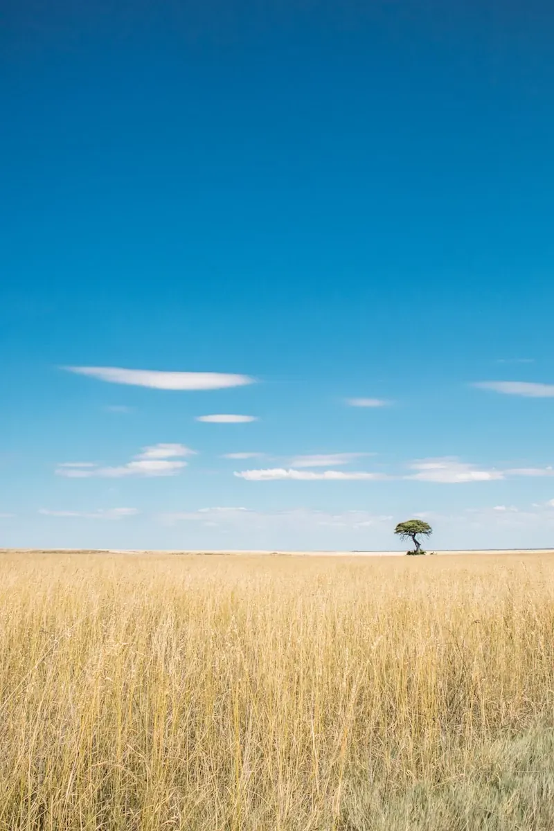 Lone tree in vast dry grass field under blue sky.